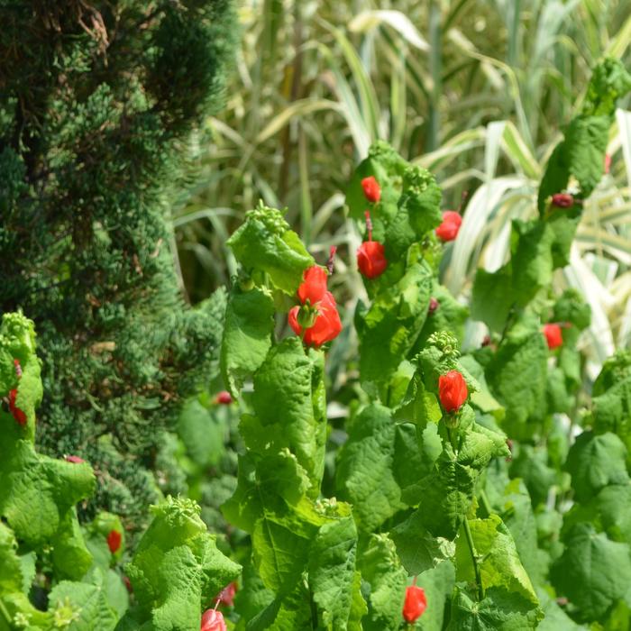 Turk's Cap 1 Gal
