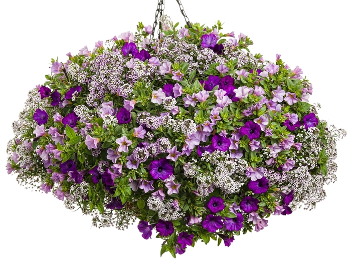 Norfolk Hanging Basket 14" w/Plants