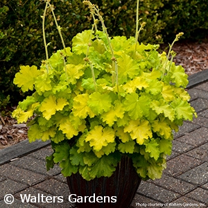 Guacamole Coral Bells (Heuchera), 1 gallon