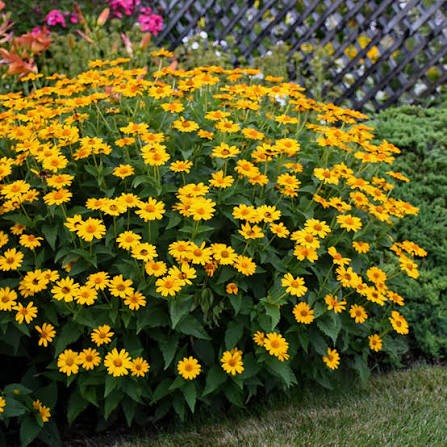 Tuscan Sun False Sunflower (Heliopsis), 1 gallon