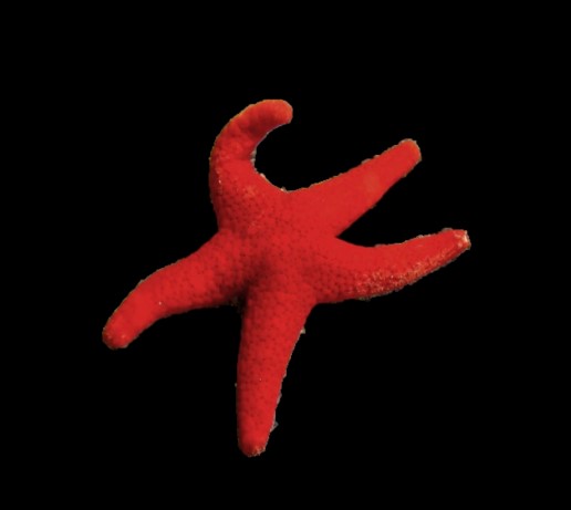 Red Fromia Sea star
