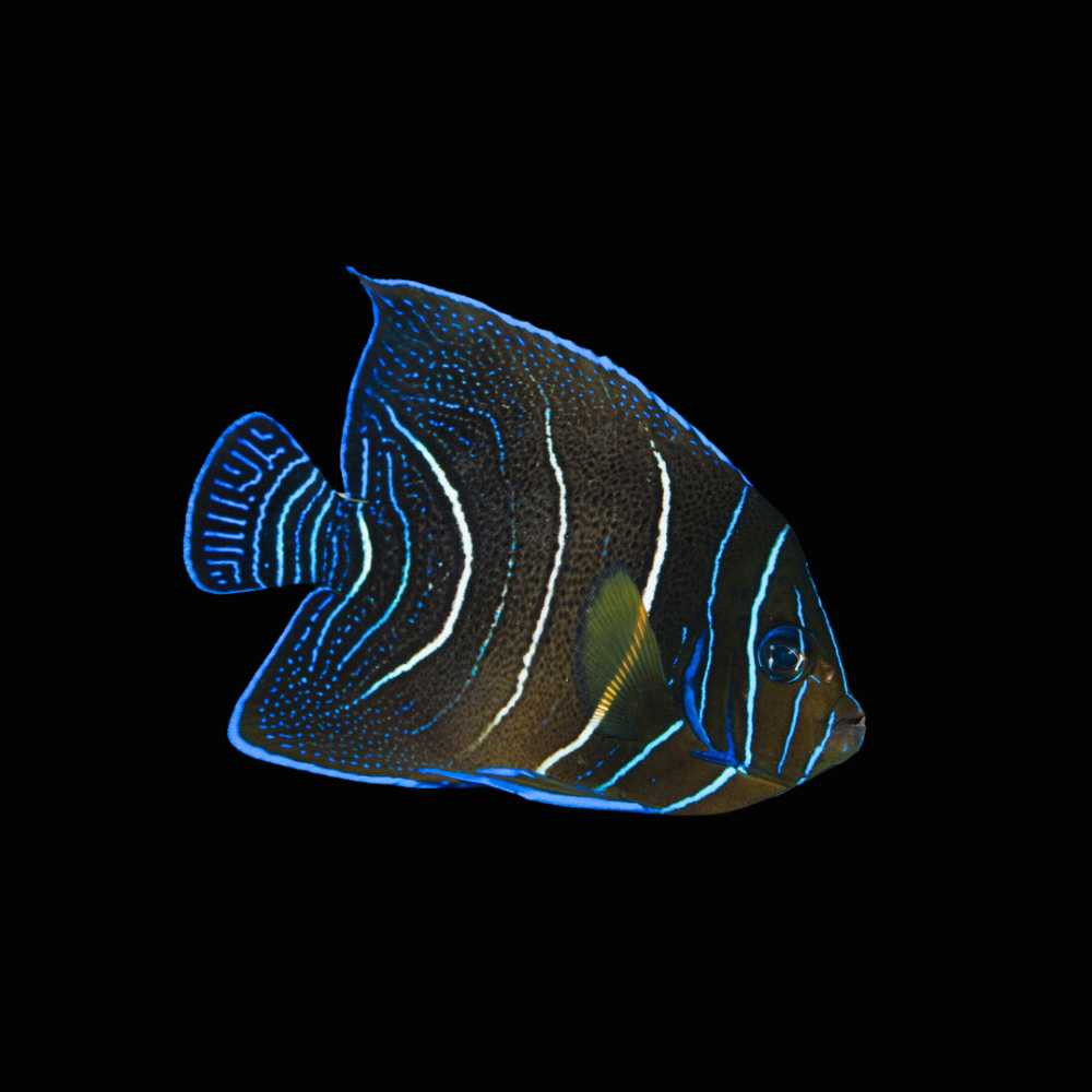 Koran Angelfish