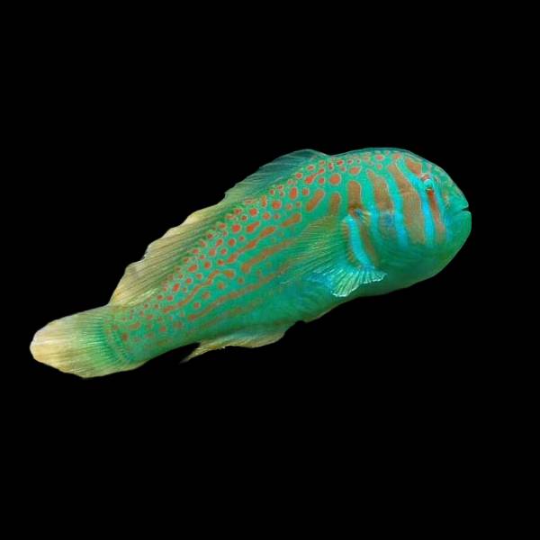 Green Clown Goby