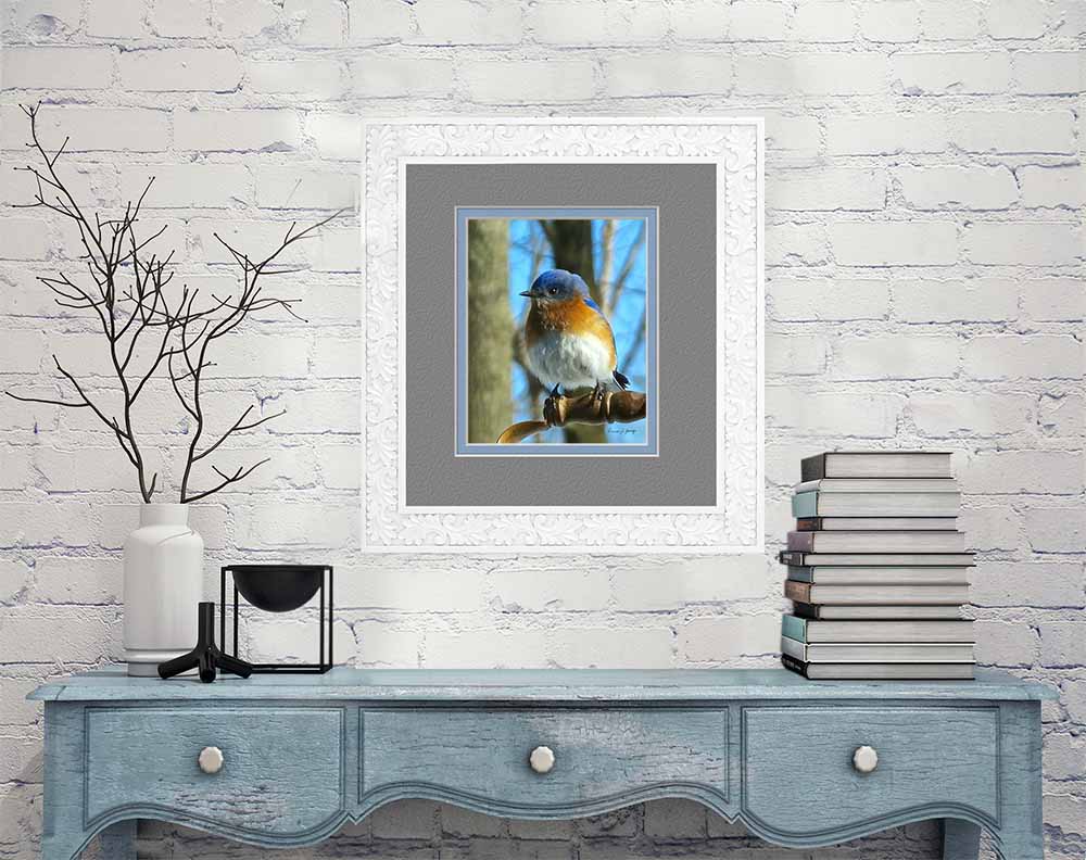 Fluffy Bluebird