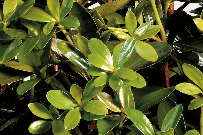 Cleyera Bronze Beauty 3 Gal