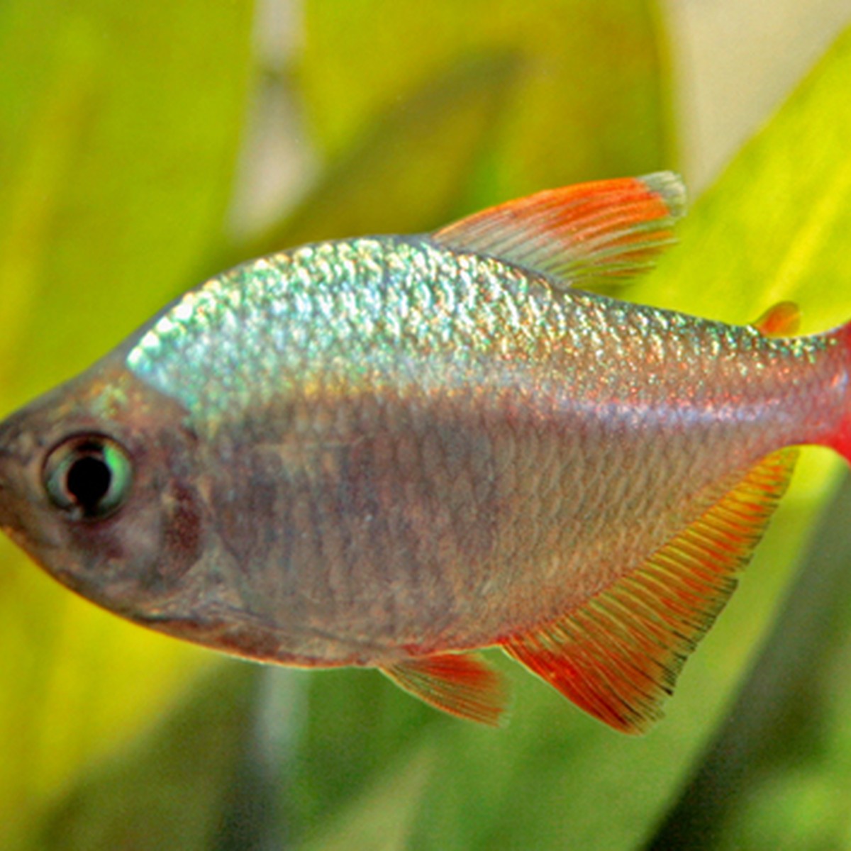 Red and Blue Colombian Tetra