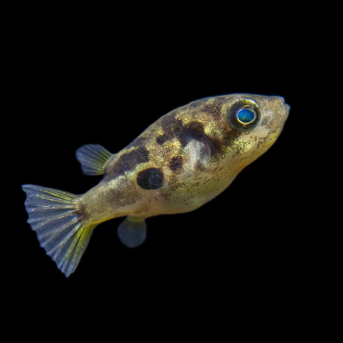 Dwarf Freshwater Pea Puffer