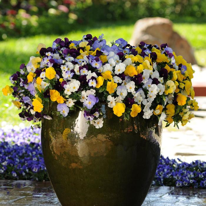Pansy Cool Wave White Quart