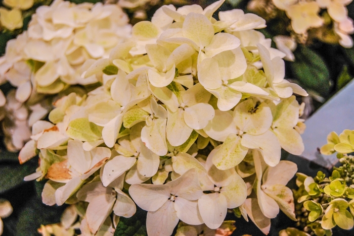 Hydrangea White Wedding 7 Gal