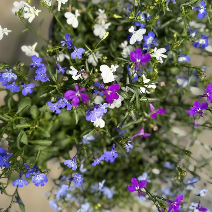 Lobelia Laguna Royal Blue Pearl Quart