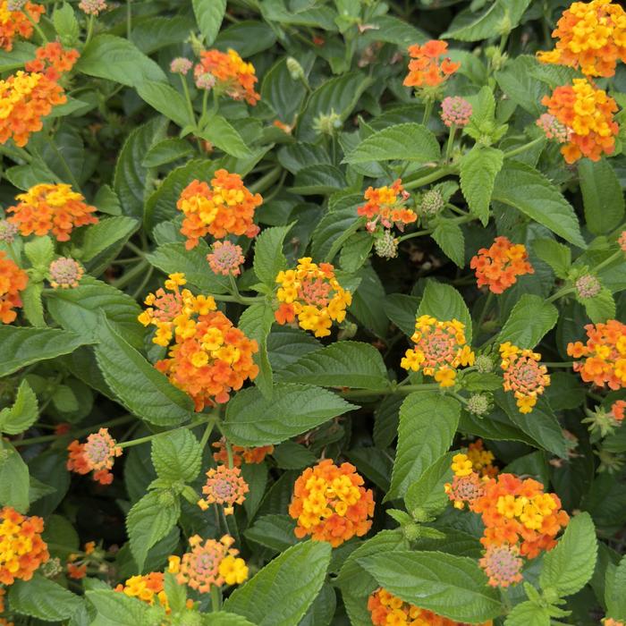 Lantana Passion Fruit Mix 12" HB
