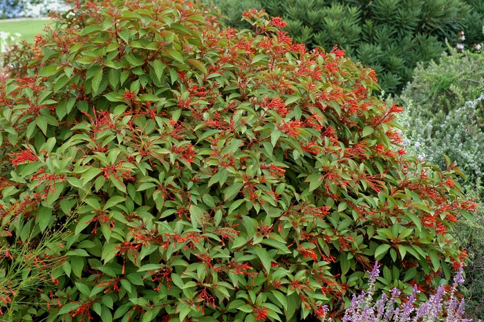 Firebush Lime Sizzler 2 Gal
