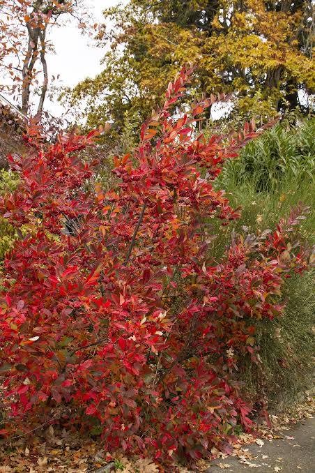 Brilliant Red Chokeberry (Aronia), 3 gallon