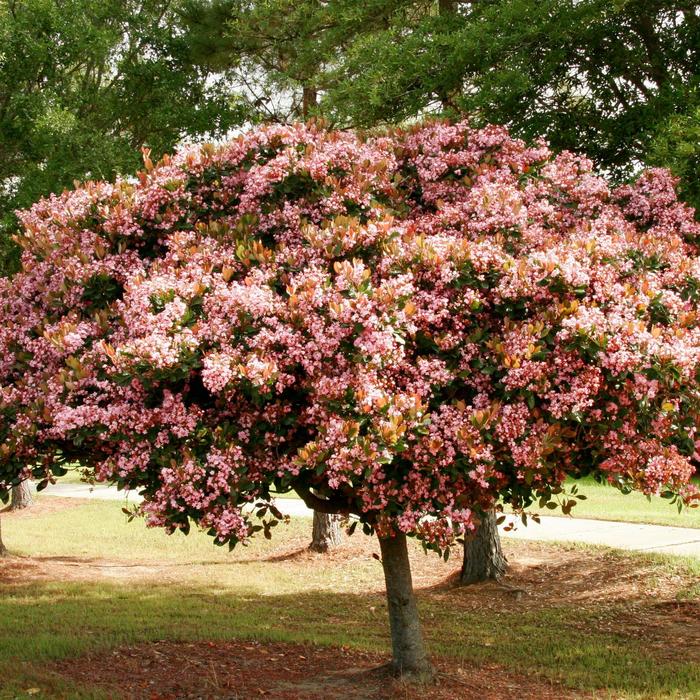 Indian Hawthorn Snow White 1 Gal