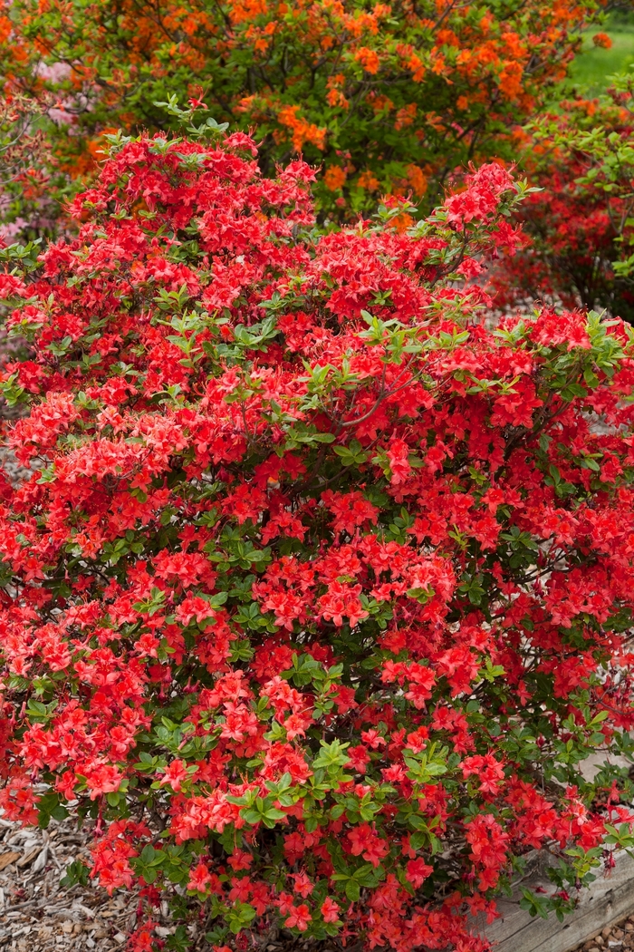 Azalea Encore Autumn Amethyst 1 Gal