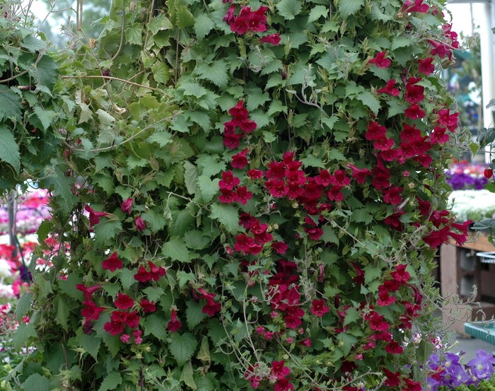Loropetalum Carolina Midnight 10 Gal