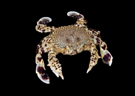 Yellow Moon Crab