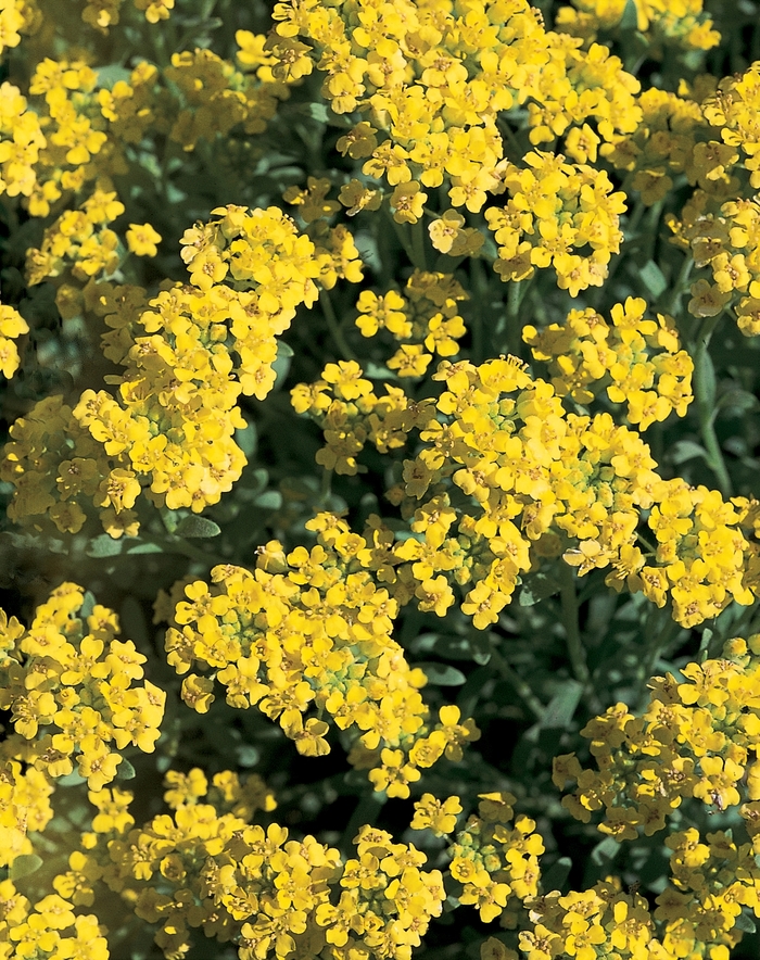 Alyssum 1 Gal