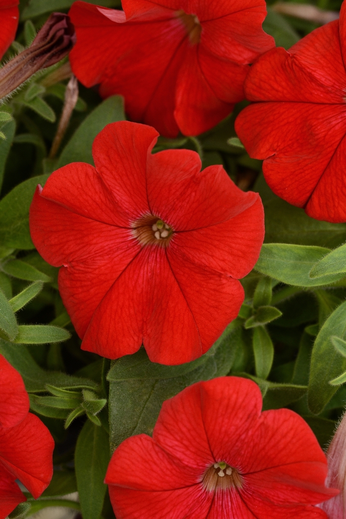 Petunia Headliner Night Sky 12" HB