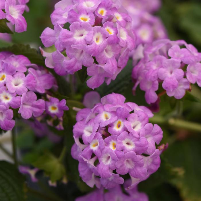 Lantana Purple Trailing 1 Gal