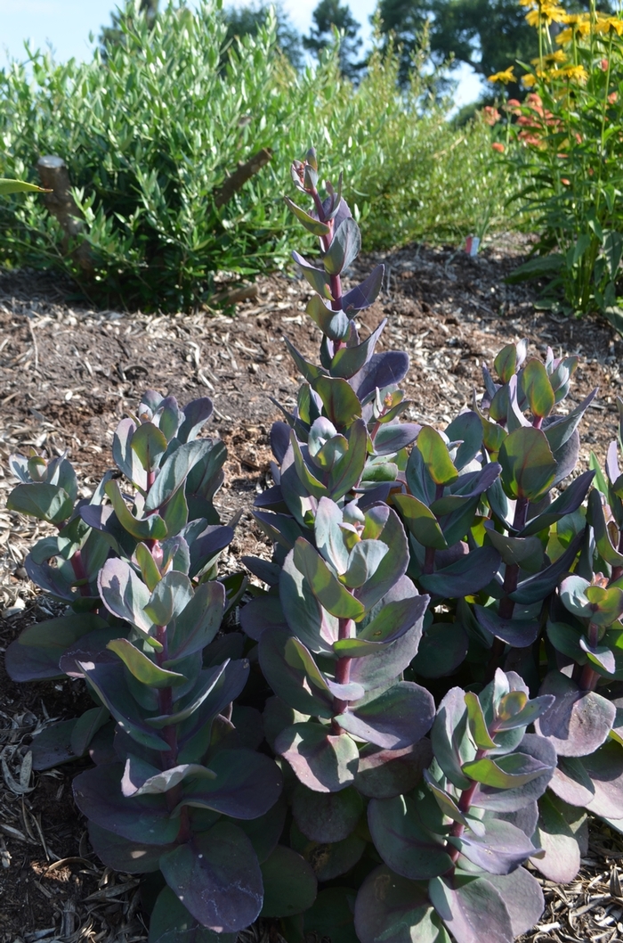 Sedum Sunsparkler Cherry Tart 1 Gal