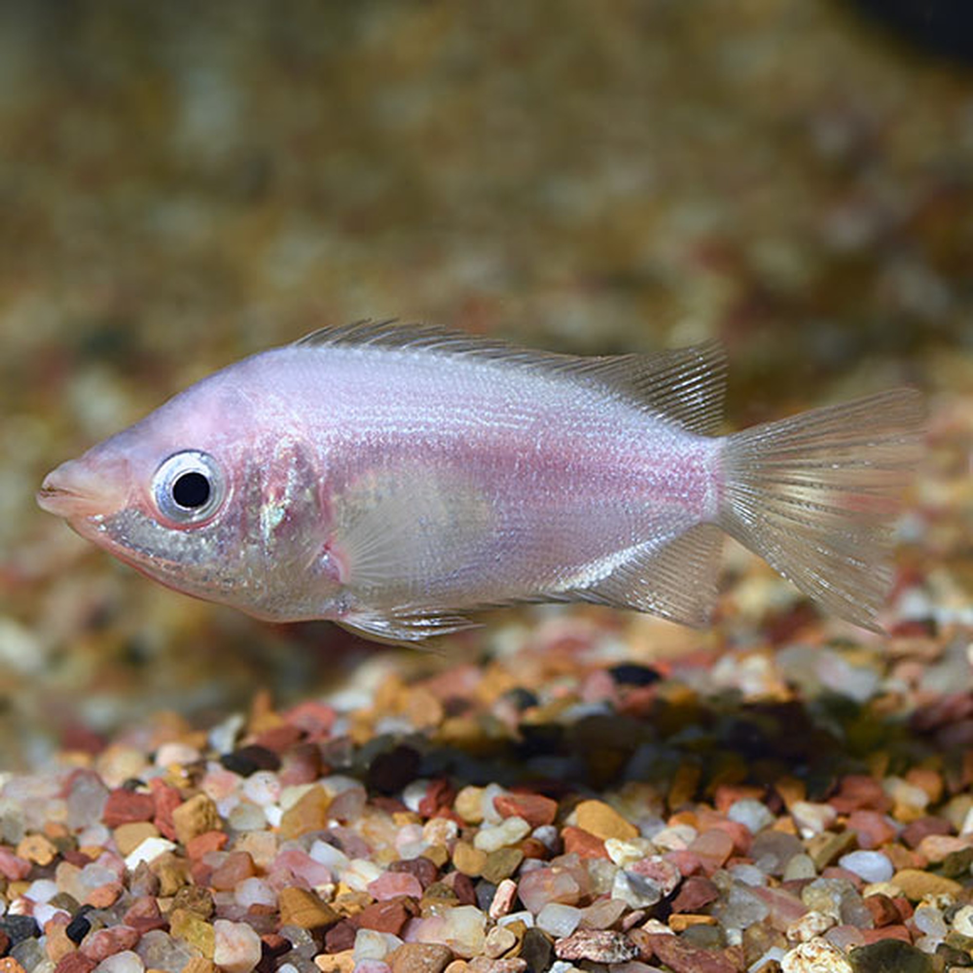 Kissing Pink Gourami