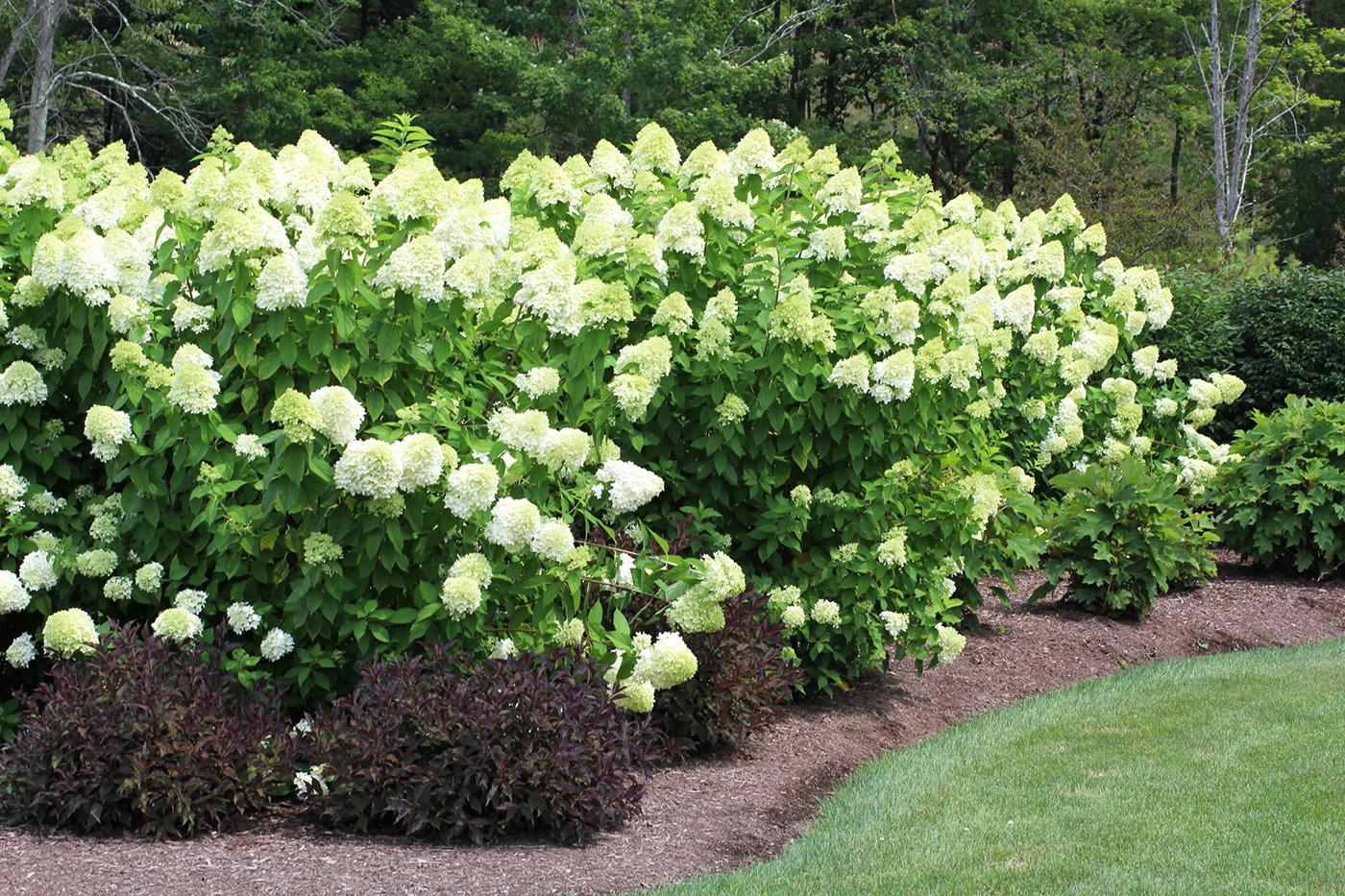 Limelight Hydrangea