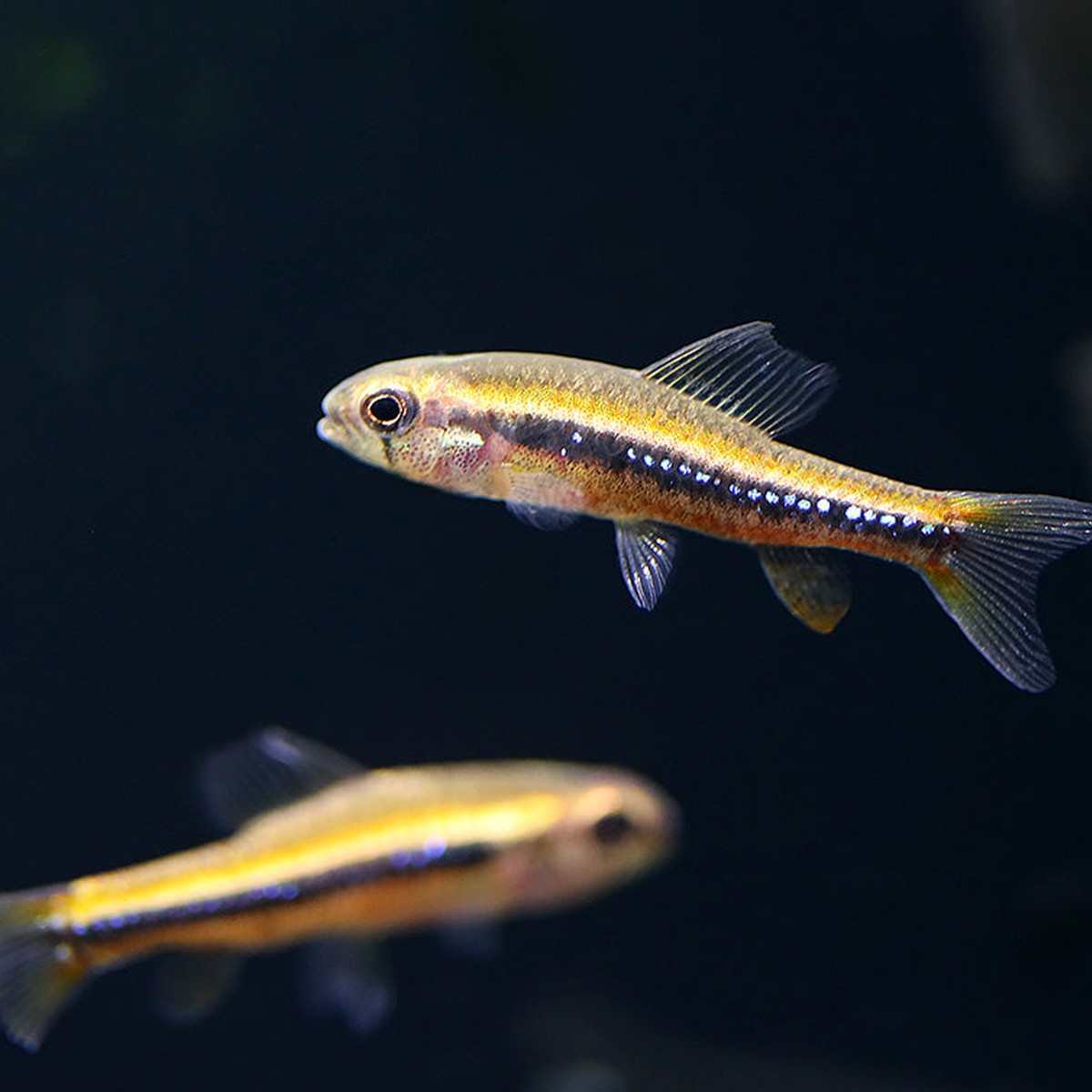 Weitmani Tetra