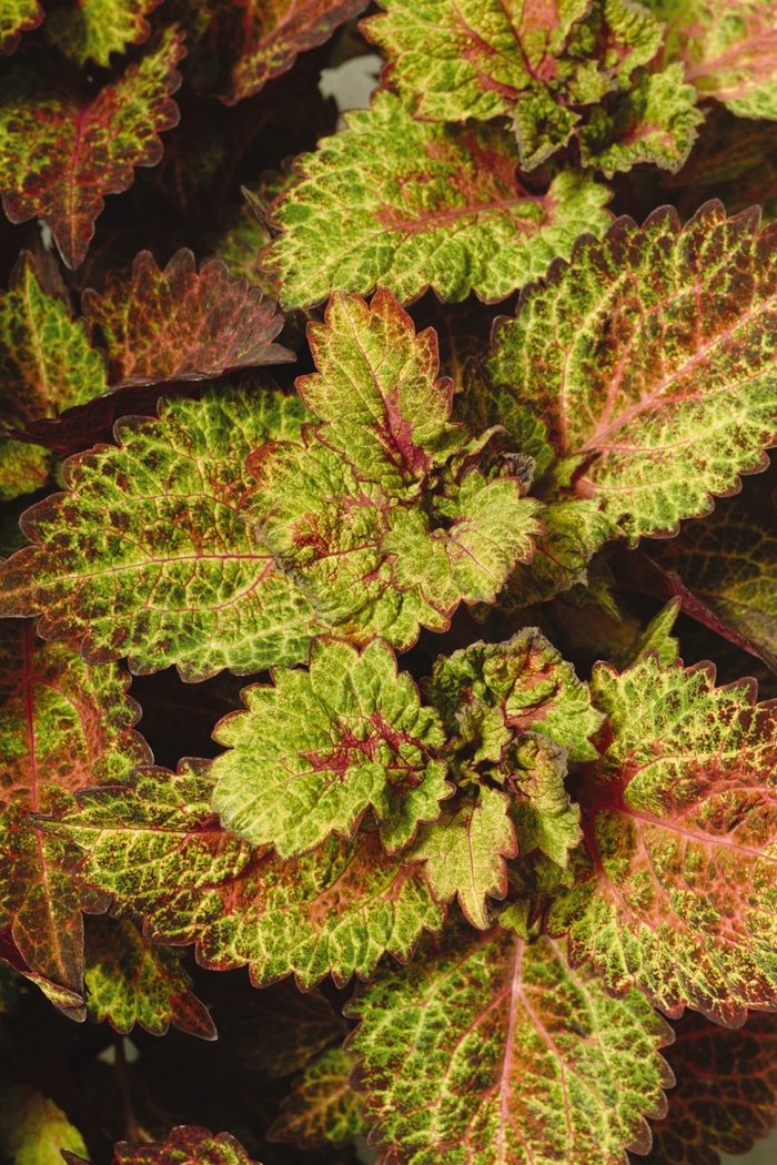 Coleus Charged Up Inferno Quart