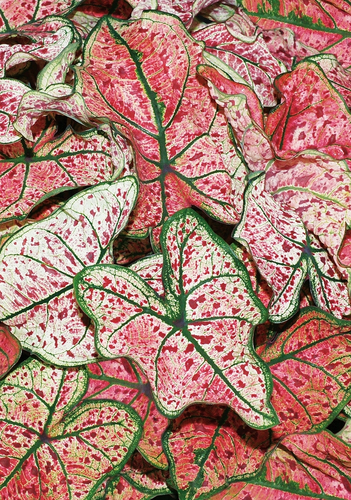 Caladium Heart To Heart Tickle Me Pink Quart PW