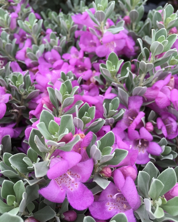 Texas Sage Green Cloud 3 Gal
