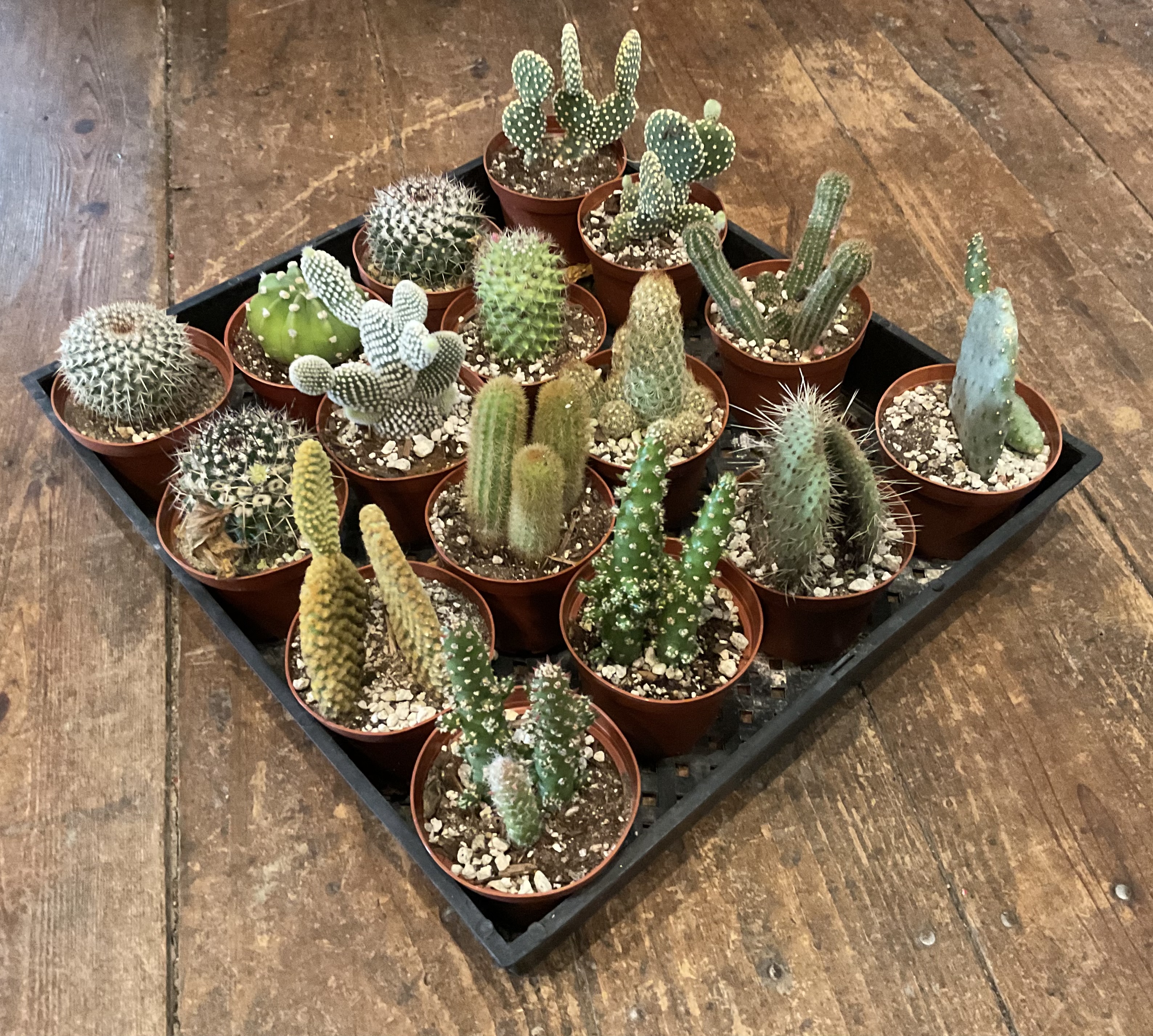 Assorted Cactus, 3.25"