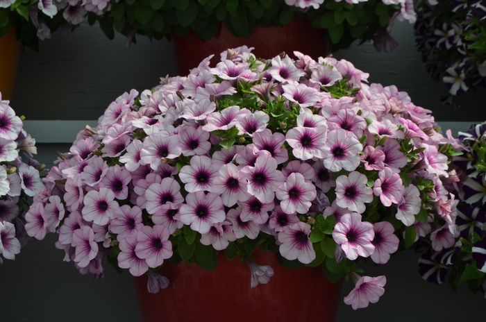 Petunia Capella Mulberry Quart