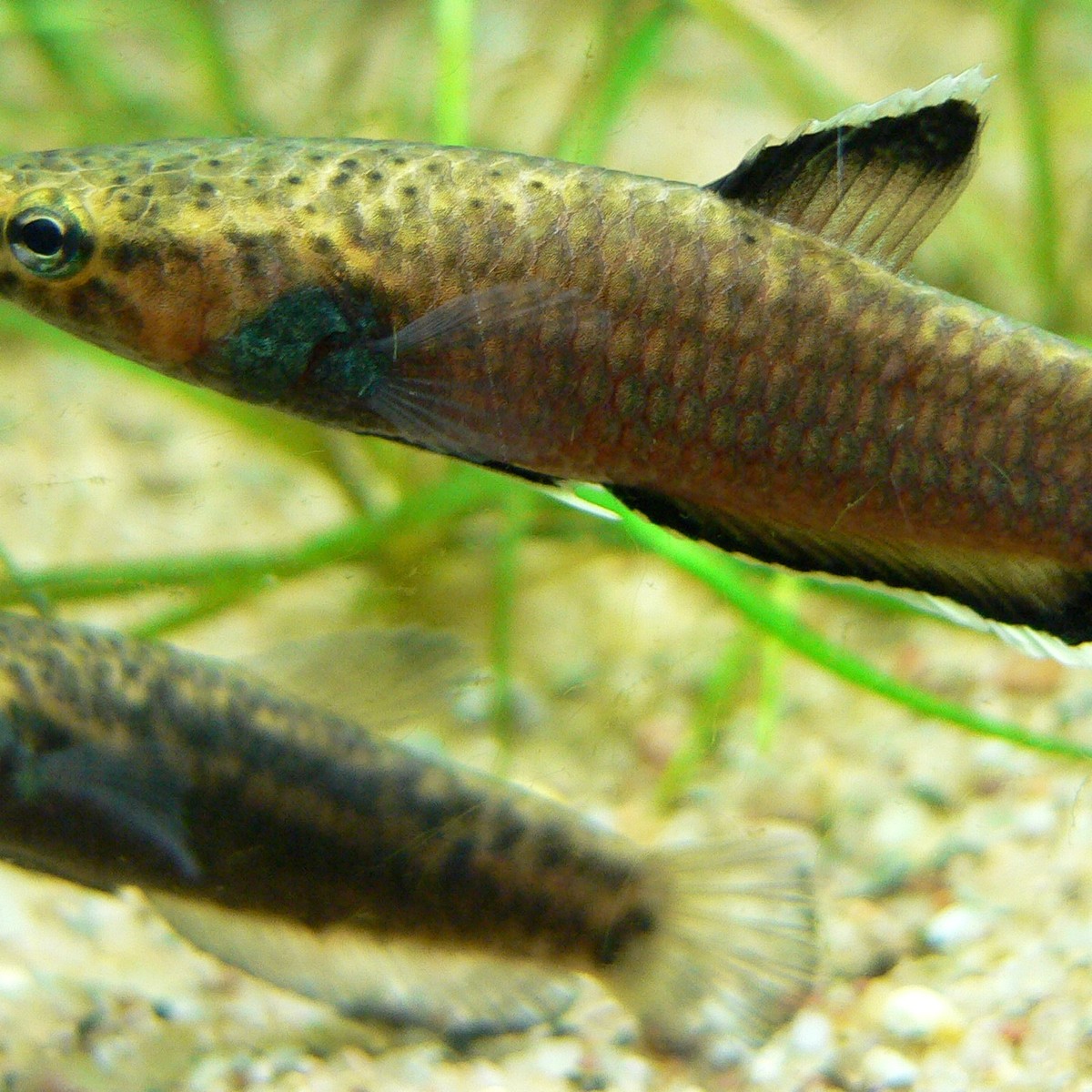 Betta Macrostoma Pair