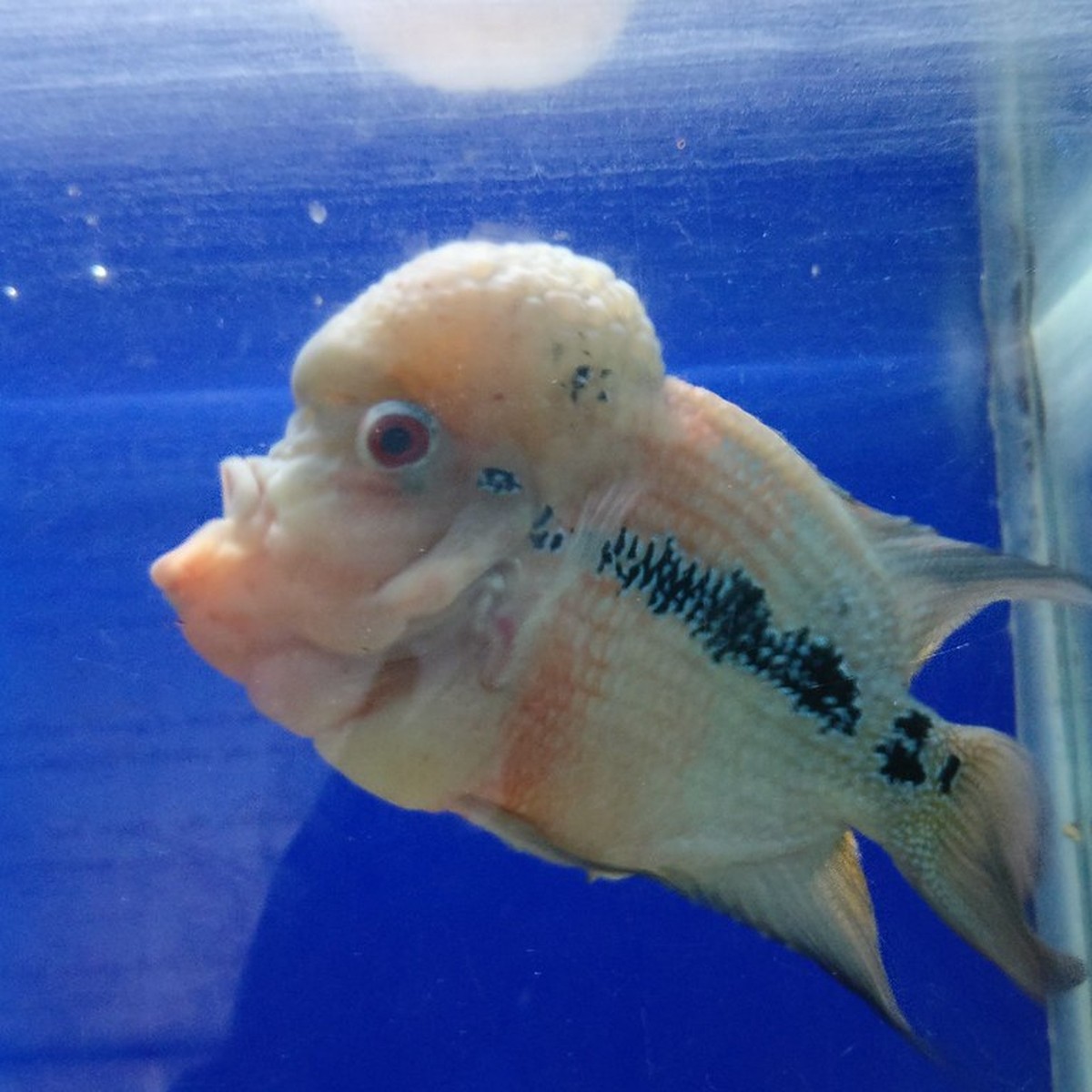 Magma Flowerhorn