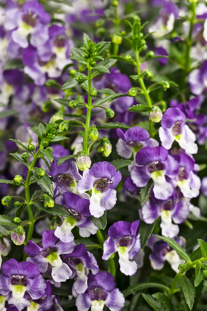Angelonia Pink 1 Gal