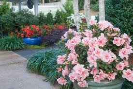 Autumn Chiffon Encore Azalea, 3 gallon
