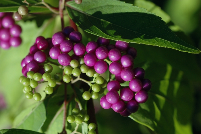 Beautyberry Early Amethyst 3 Gal