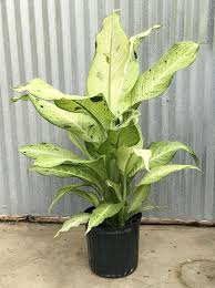 Dieffenbachia 'Camouflage', 8"