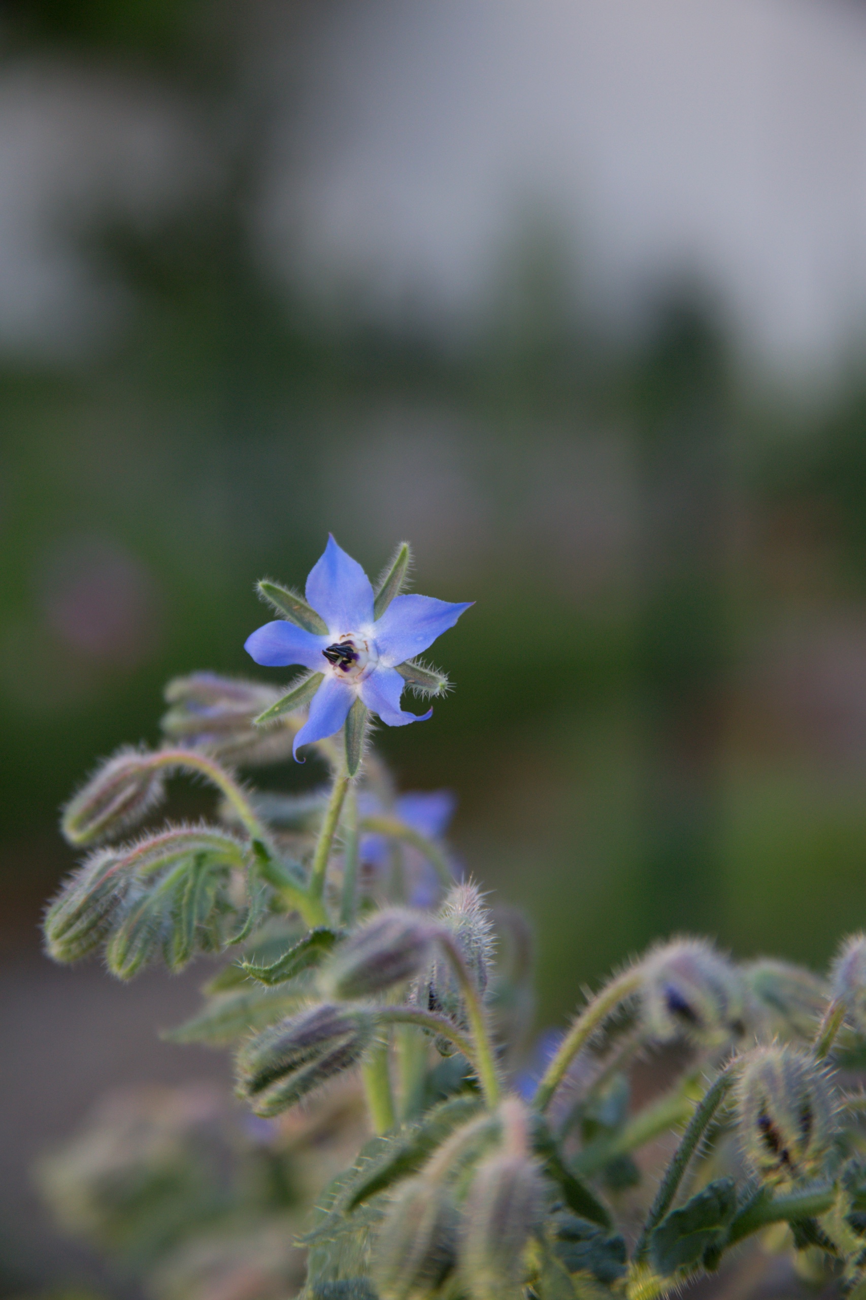 Borage