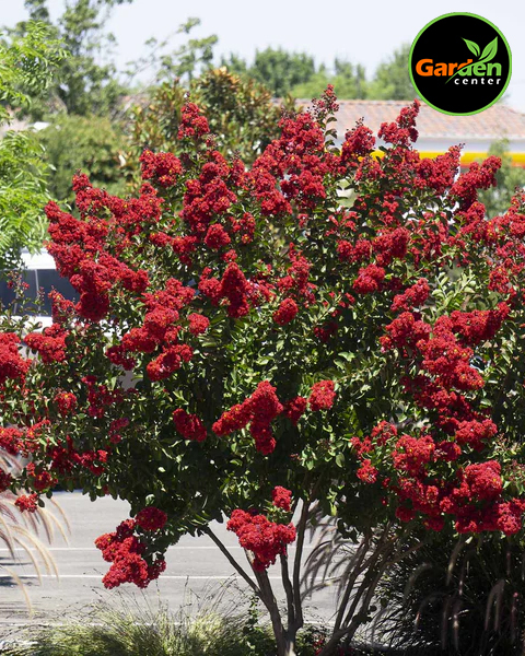 Crape Myrtle 'Dynamite' at Garden Center of Las Cruces