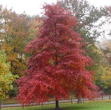 Black Gum (Nyssa), 3 gallon