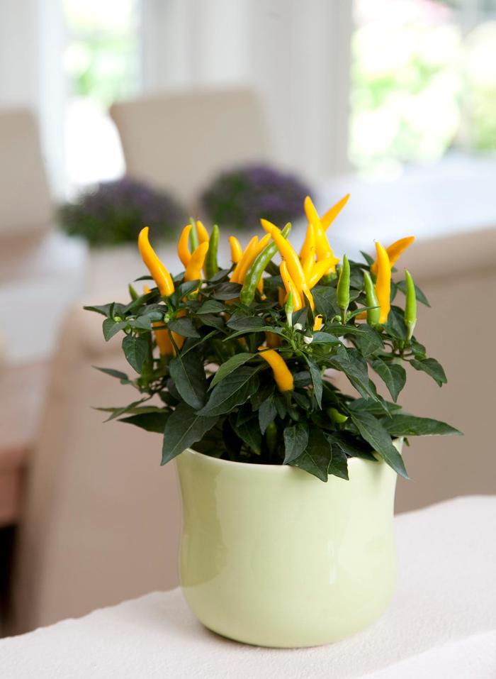 Ornamental Pepper Sedona Sun 1 Gal