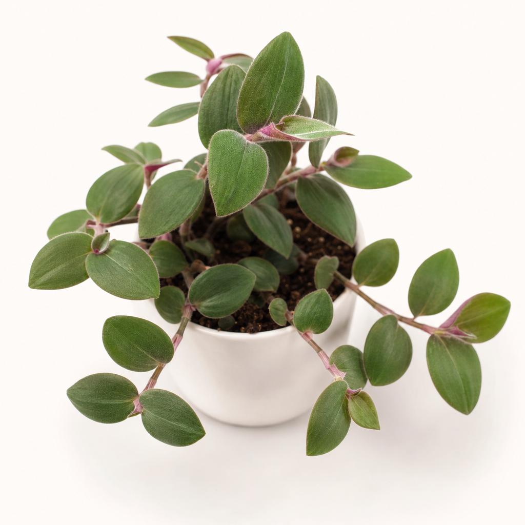 Baby Bunny Bellies Tradescantia - 2x Mini Plug Plants- Tradescantia Chrysophylla