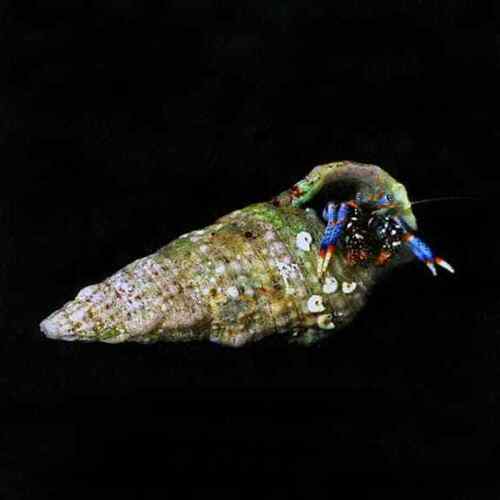 Blue Leg Hermit Crabs Assorted Size – Algae Control, Clean Up Crew