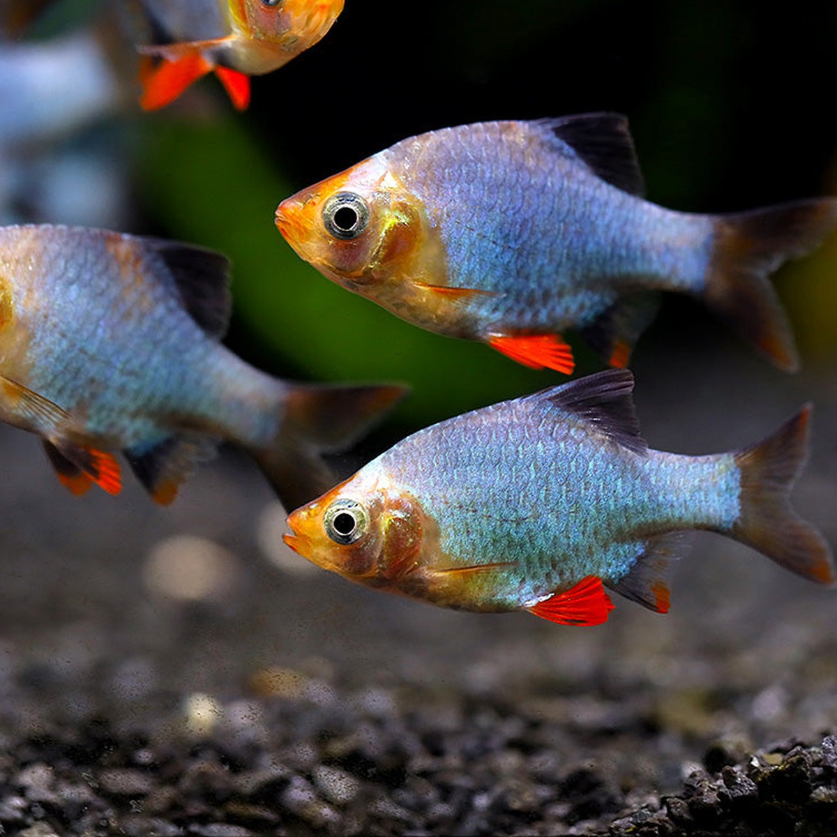 Green Platinum Tiger Barb