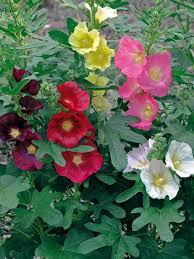 Las Vegas Hollyhock (Alcea), 1 gallon