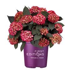 First Editions Eclipse Hydrangea, 3 gallon