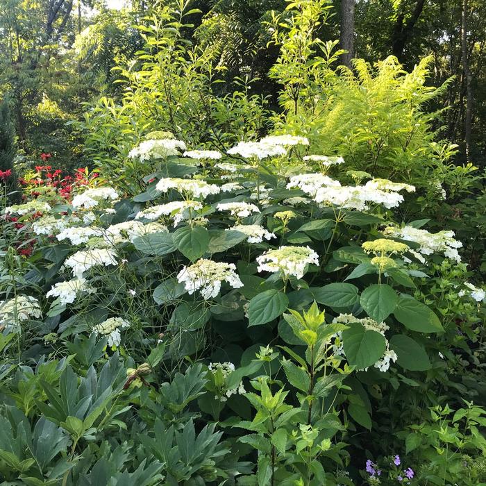 Hydrangea Incrediball 3 Gal