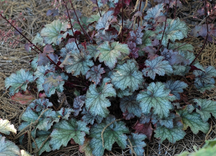 Coral Bells Alabama Sunrise 1 Gal